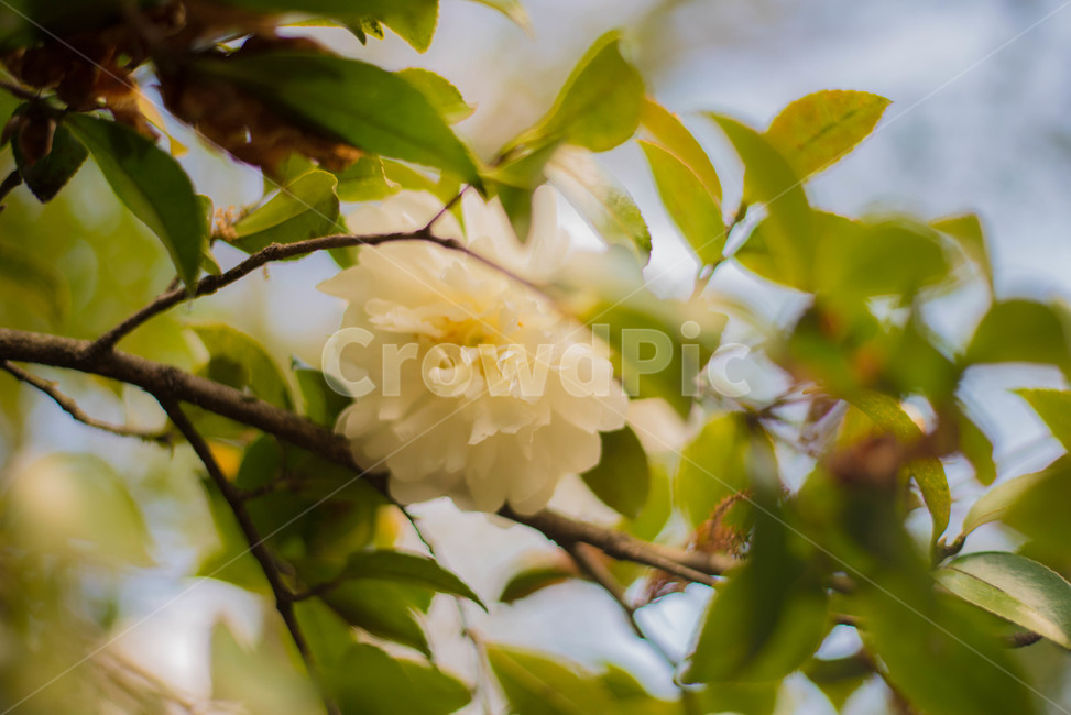 꽃,식물,동백,동백나무,동백꽃,흰꽃,식물,자연,plants,nature,꽃,flower