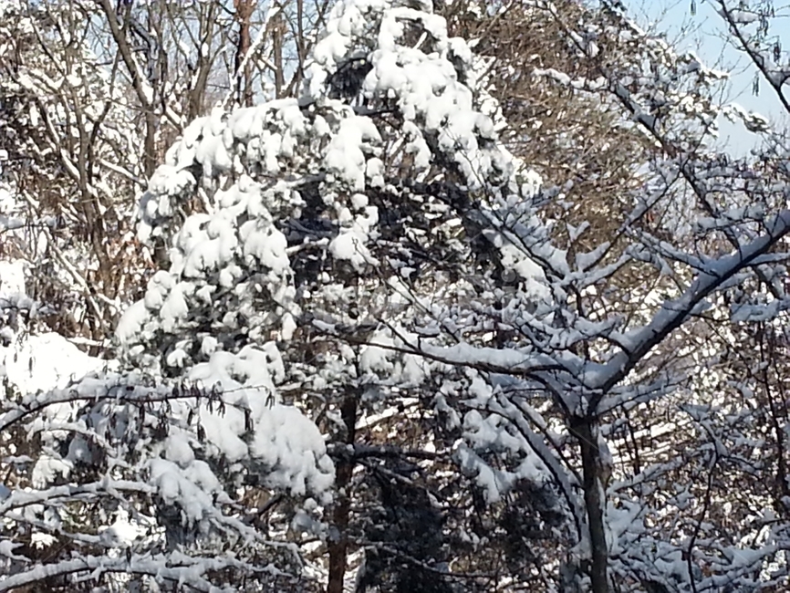 눈,눈꽃,설경,폭설,겨울나무,겨울,겨울,계절,winter,season,자연,풍경,nature,landscape