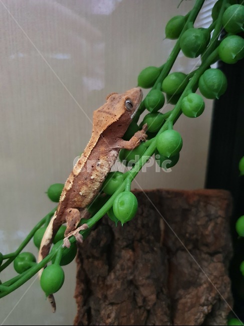 gecko,게코,reptile,도마뱀,크레스티드게코,파충류