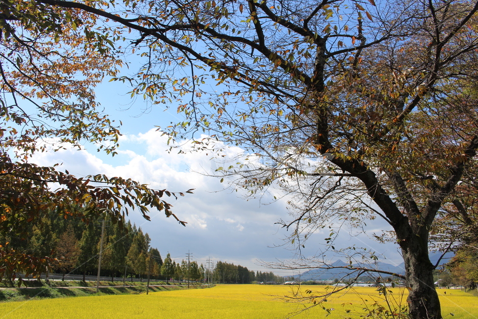 가을,논,벼,자연,나무,낙엽,가을,계절,fall,autumn,season,자연,풍경,nature,landscape,tree,plant,식물,grass,잔디,tree trunk,나무 줄기