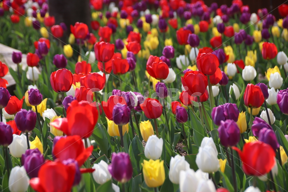 풍경,튤립,수목원,꽃,자연,봄,계절,spring,season,식물,자연,plants,nature,꽃,flower,plant,blossom