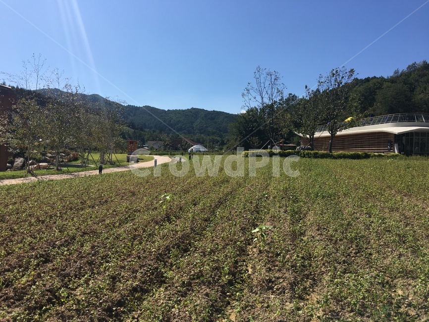 nature,자연,옥외,outdoors,field,들,메밀밭,메밀꽃