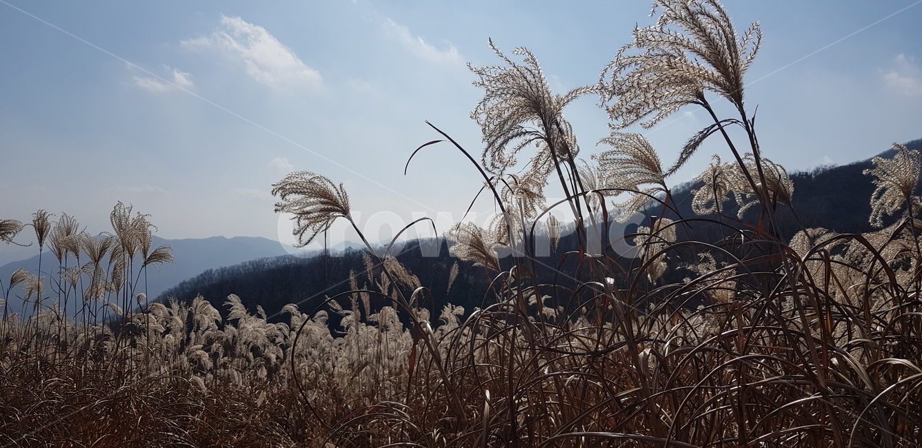 grass,잔디,plant,식물,갈대,reed,가을