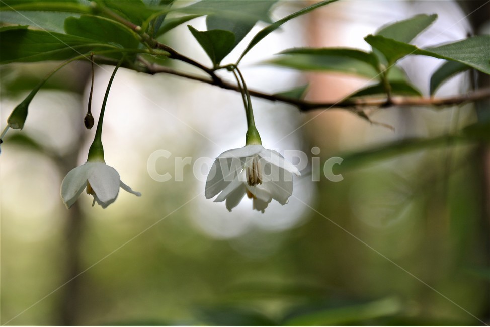 꽃,봄,자연,숲속,단아,아름다움,식물,자연,plants,nature,꽃,flower