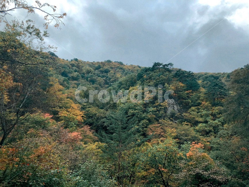 tree,나무,plant,식물,산,가을,계절,fall,autumn,season,자연,풍경,nature,landscape,fir,전나무