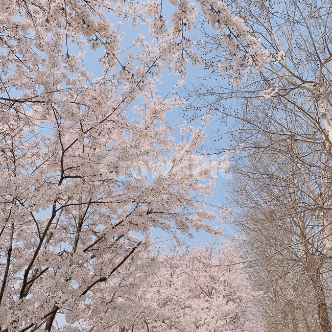 벚꽃,벚꽃축제,봄,blossom,cherryblossom
