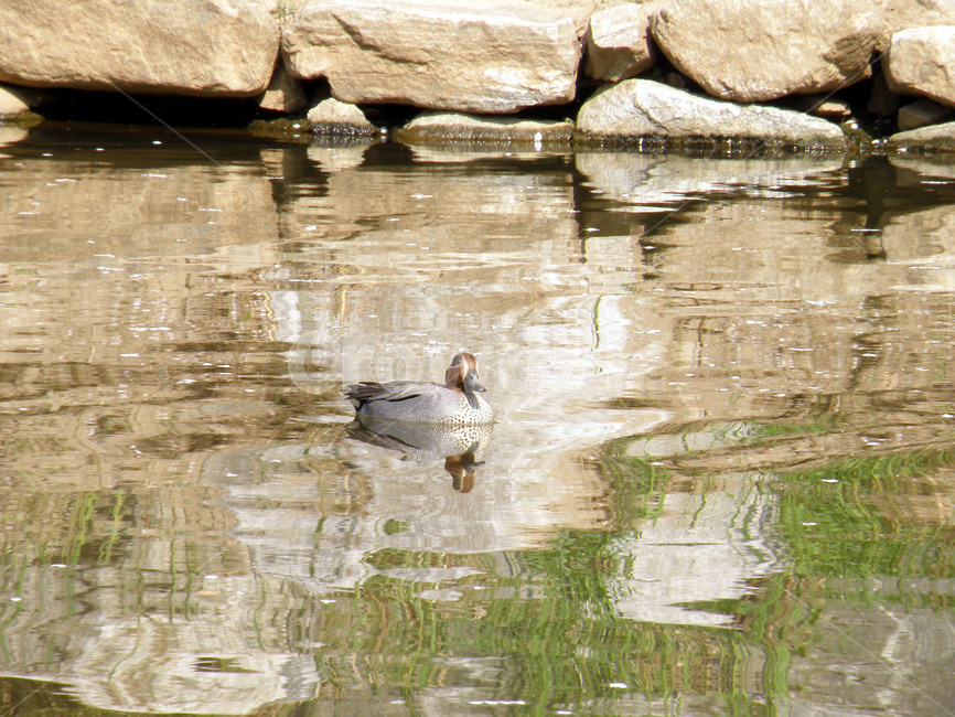 오리,조류,새,동물,duck,조류,새,birds