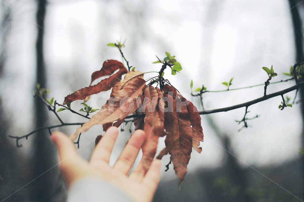 가을,새싹,손,감성,감성사진,가을,계절,fall,autumn,season,사람,인물,인간,human,person,신체일부,몸,body,감성,sensible,feeling,leaf,잎,plant,식물,tree,나무
