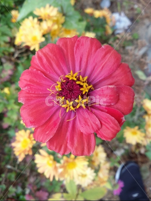 꽃,plant,식물,자연,꽃잎,flower,식물,자연,plants,nature,꽃,flower