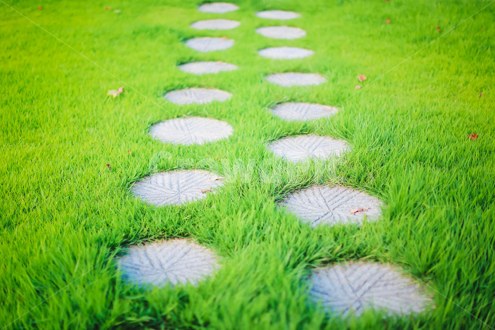 식물,잔디,grass,plant,발판,수목원