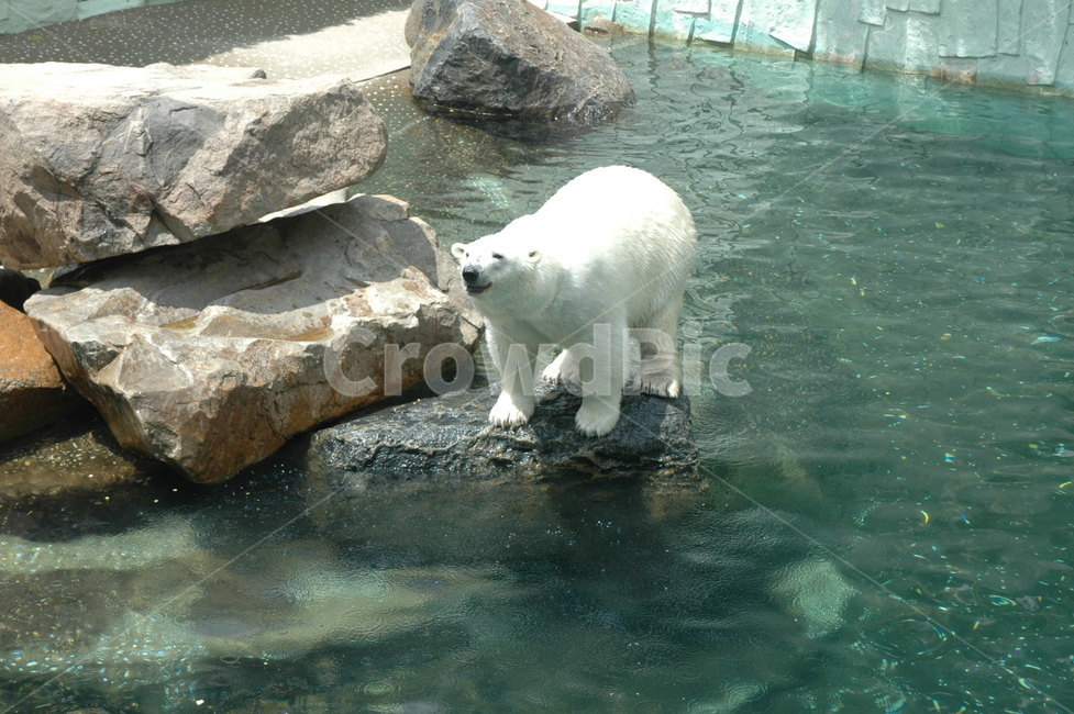 헤엄치는북극곰,물에들어가려는북극곰,동물원북극곰,수영중인북극곰,에버랜드동물원,북극곰