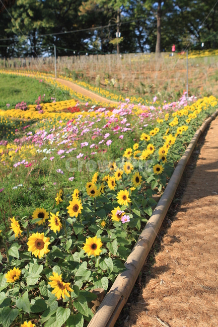 sunflower road,fall flowers,autumn flower road,flower road,sunflower