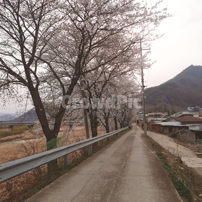 도로,벚꽃,나무,길,풍경,시골,봄,문경,식물,자연,plants,nature,꽃,flower,나무,trees,wood