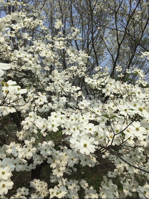 봄,나무꽃,spring,flower,하얀꽃