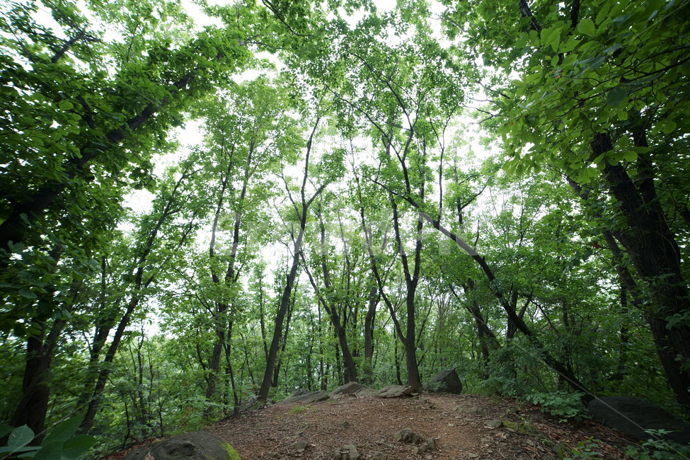 산,나무,숲,휴식,등산,자연,풍경,nature,landscape,vegetation,초목,plant,식물,land,땅,forest,woodland,삼림지,tree,outdoors,옥외,grove,작은 숲