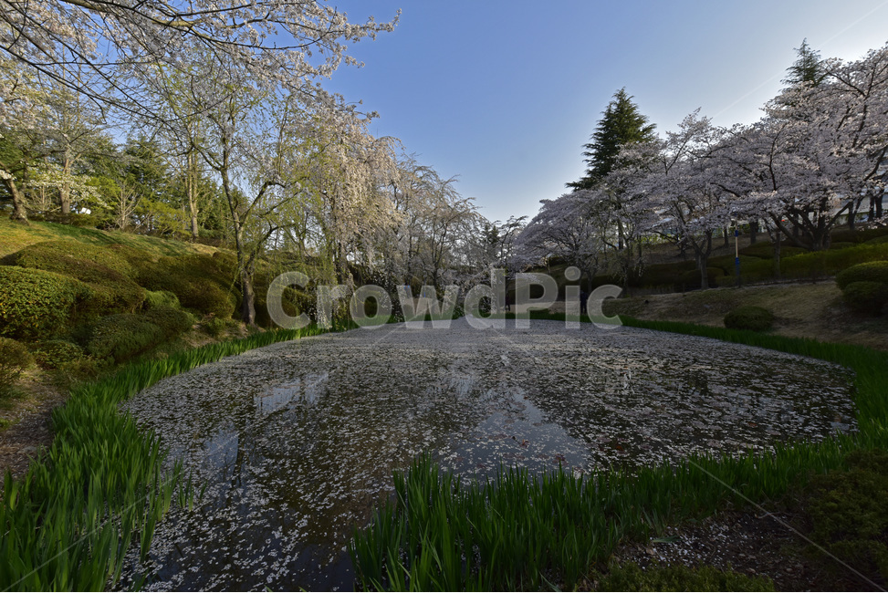 보문정,경주,보문관광단지,벚꽃,호수,작은연못,자연,풍광,경치,자연,풍경,nature,landscape,plant,식물