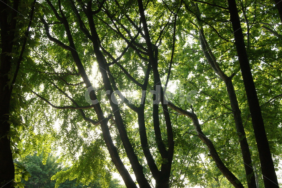 숲,나무,햇살,자연,공원,휴양림,이파리,여유,공간,초록,광합성,자연,풍경,nature,landscape,vegetation,초목,plant,식물,tree,forest,woodland,삼림지,outdoors,옥외,land,땅,grove,작은 숲,tree trunk,나무 줄기