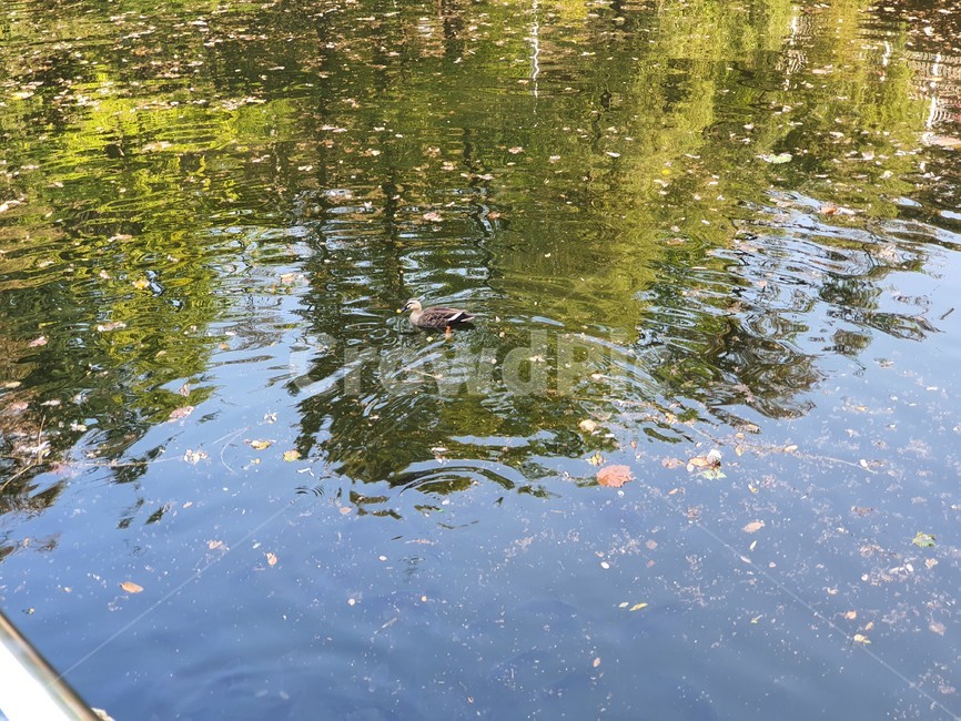 nature,duck,오리,자연,물,water,동물,animal,조류,새,birds