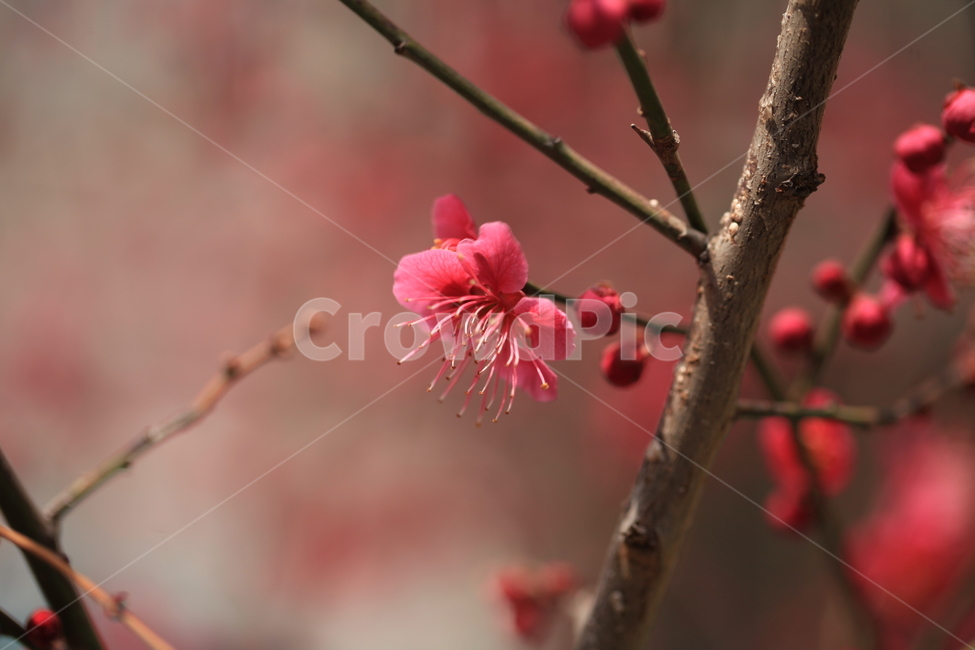plant,꽃,flower,야생화,봄꽃,레드,식물,개화