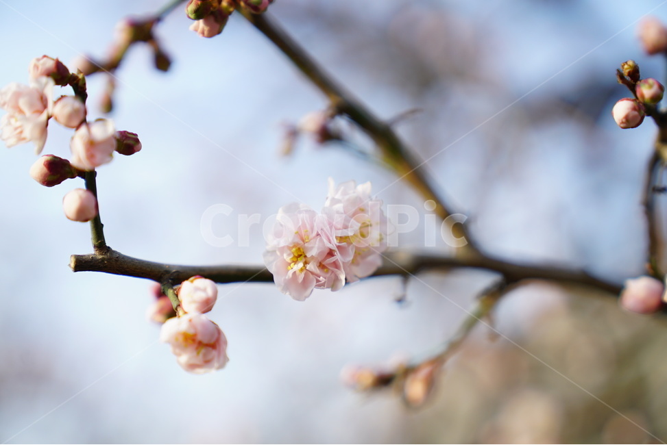 벚꽃,꽃,꽃사진,클로즈업,봄,봄,계절,spring,season,식물,자연,plants,nature,꽃,flower,plant,blossom