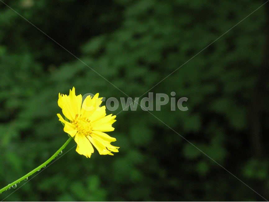 꽃,들꽃,한송이,노란색,국화,flower,yellow,식물,자연,plants,nature,꽃,flower