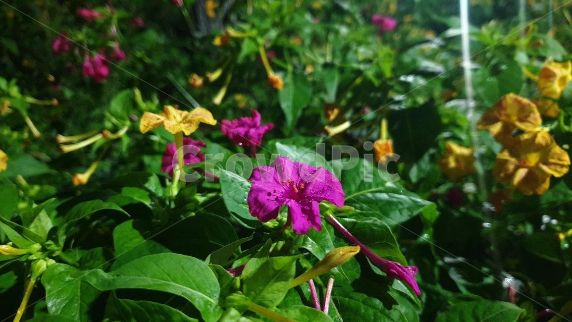 잎,꽃,분꽃,초록,노랑,자주,자연,식물,leaf,flower,mirabilisjalapa,green,yellow,nature,plant,blossom,color,색감,식물,자연,plants,nature,꽃,flower