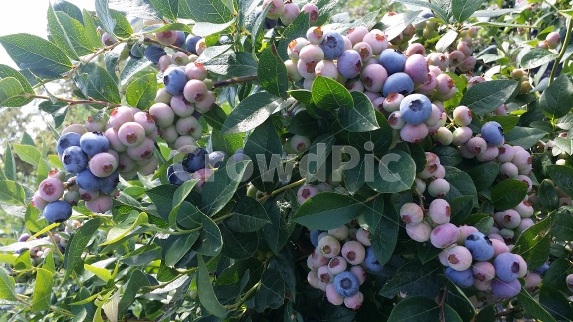 과일,블루베리,food,식물,나무,작물,plant