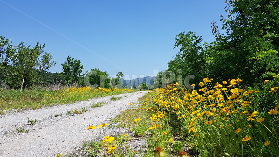 꽃,금계국,꽃길,flowers,goldenwave,자연,풍경,nature,landscape