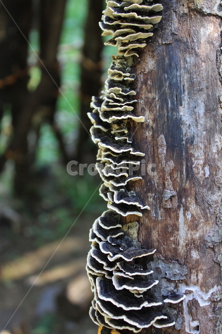 버섯,나무,검은버섯,독버섯,습기,mushroom,버섯,mushroom