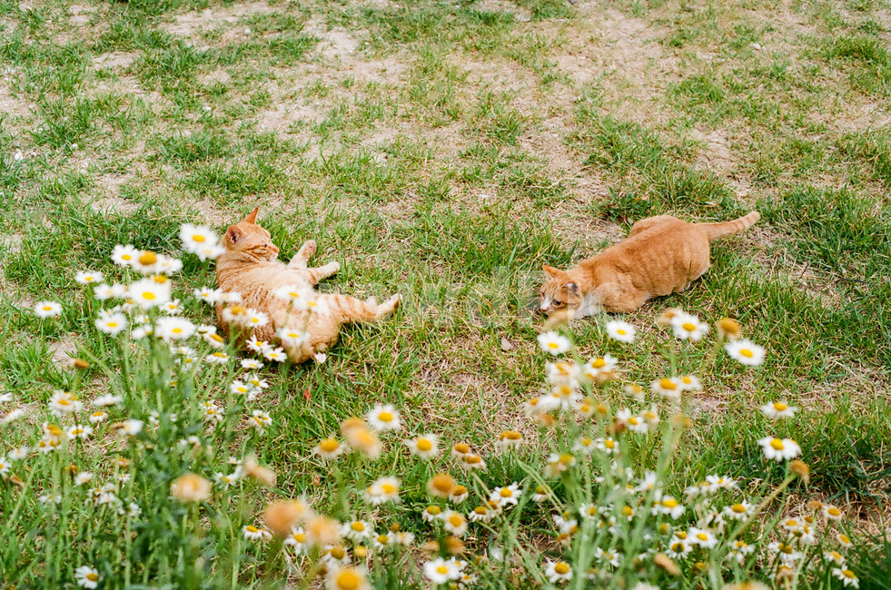 고양이,냥이,장난,놀이,준비,꽃,꽃밭,flower,flowers,잔디,풀밭,잔디밭,grass,동물,포유류,애완동물,반려동물,animal,cat,kitty,kitten,pet,mammal,감성,감성사진,빈티지,아날로그,필름,필름사진,필름카메라,film,filmcamera,sensible,feeling,plant,식물,동물,animal,포유류,mammal,고양이,cat,kitten,kitty