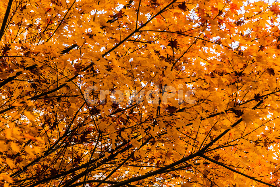 단풍,단풍나무,가을단풍,단풍잎,maple,foliage,가을,계절,fall,autumn,season,leaf,잎,plant,식물,tree,나무