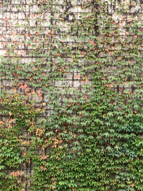 넝쿨,담장,식물,자연,벽,배경,배경이미지,초록,감성사진,가을,계절,fall,autumn,season,식물,자연,plants,nature,plant