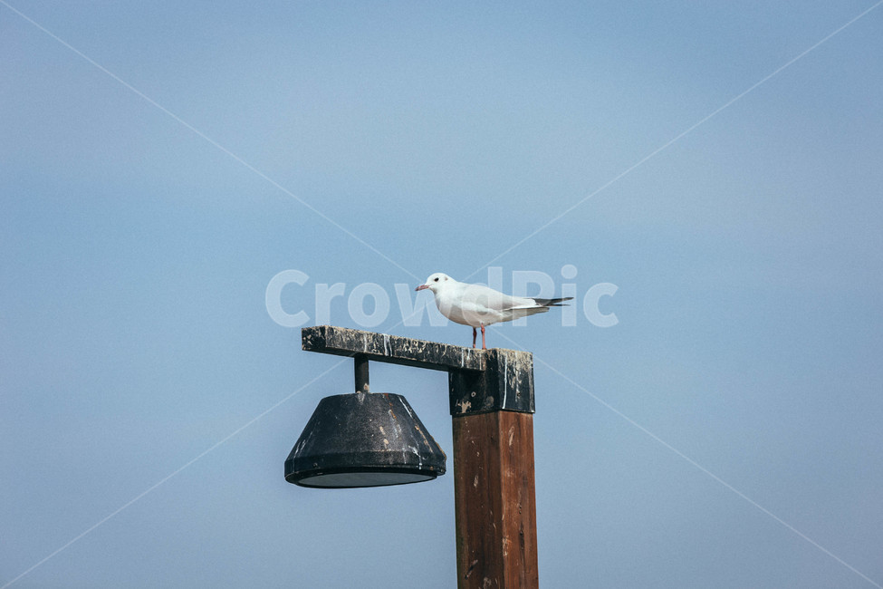 seagull,animal,갈매기,동물,bird,새