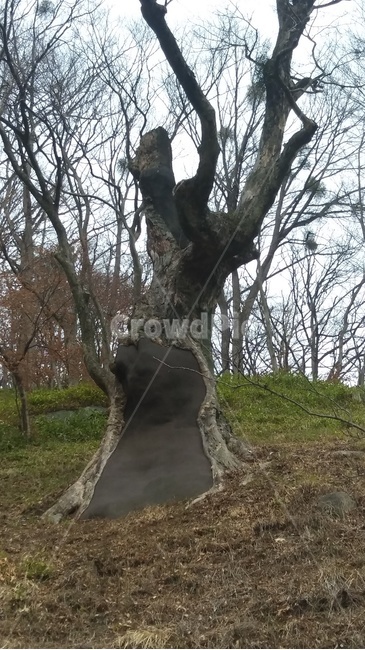 나무,오래된나무,plant,식물,treetrunk,tree
