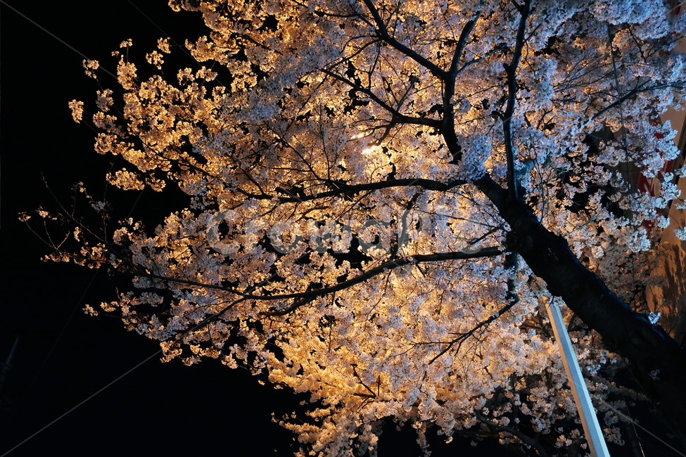 봄날,벚꽃,밤,꽃,벚꽃나무,가로등,산책,밤산책,봄,봄,계절,spring,season,야경,밤,풍경,nightscape,night,landscape,plant,식물,blossom,cherry blossom,flower