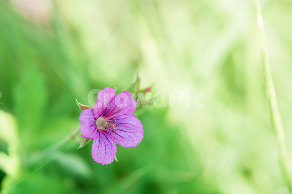 꽃,식물,들꽃,이질풀,이질풀꽃,flower,식물,자연,plants,nature,꽃,flower