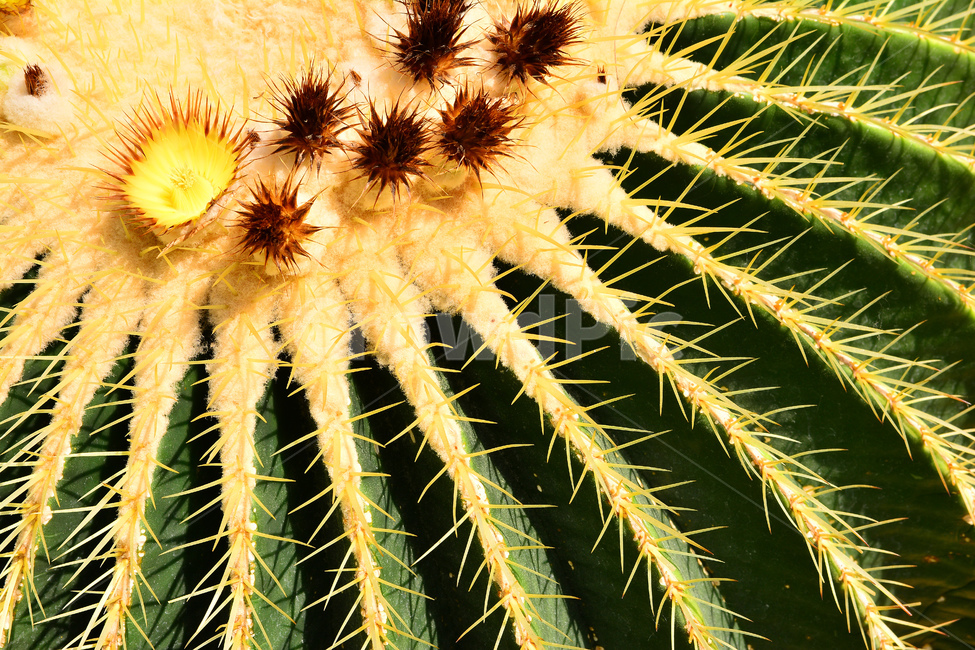 선인장,다육식물,디육이,식물,가시,아열대식물,cactus,다육질,사막,plant,식물원,열대식물,예리함,날카로움,상처,주의,보호,방어,안전,노랑색,선인장꽃,꽃,flowers,꽃봉오리,thorn,식물,자연,plants,nature