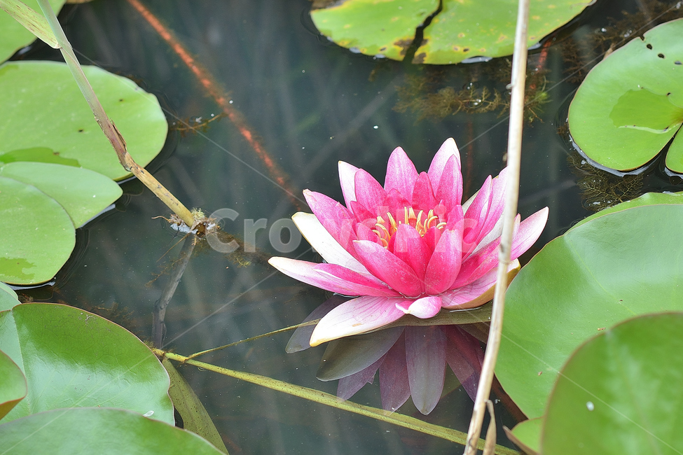 꽃,수련,연꽃,분홍,연못,식물,자연,plants,nature,꽃,flower