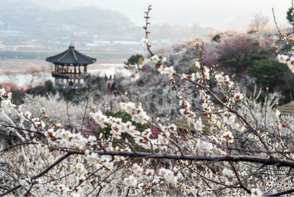 광양,홍쌍리,매화,봄,꽃,flower,꽃밭,식물,봄,계절,spring,season