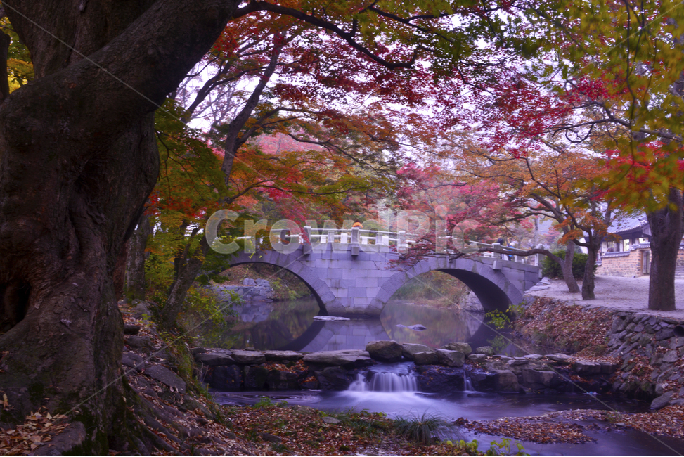 전북,고창,선운사,선암교,도솔천,선운사가을,선운사단풍,선운사계곡,물돌이,단풍,plant,식물,자연,water,물,outdoors,옥외,nature,bridge,다리