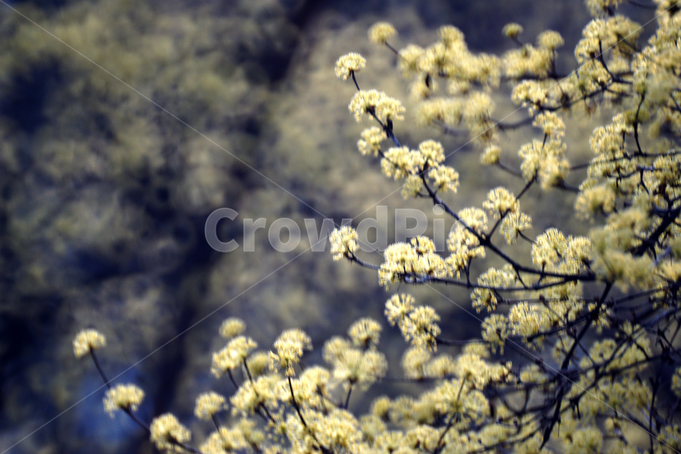 산슈유,봄,노랑,축제,감성,봄,계절,spring,season,식물,자연,plants,nature,꽃,flower,plant,blossom