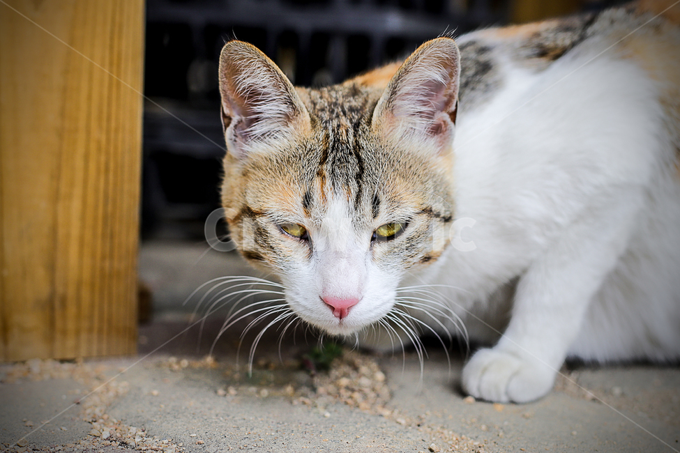 고양이,cat,동물,animal,pet,냥이,동물,animal,포유류,mammal,고양이,cat,kitten,kitty