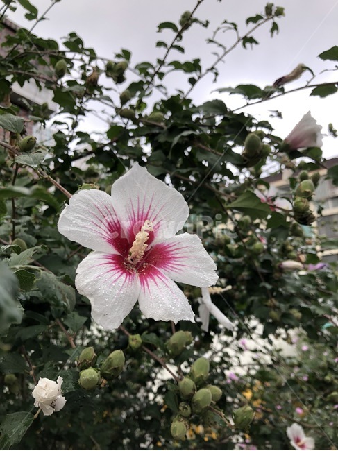 꽃,식물,자연,노랑,초록,flower,hana,plants,shokubutsu,nature,yellow,kiiro,green,midori,무궁화,mugunghwa,흰색,빨강,white,shiro,red,aka,비,물,rain,ame,water,mizu,분홍,pink,pinku,식물,자연,plants,nature,꽃,flower