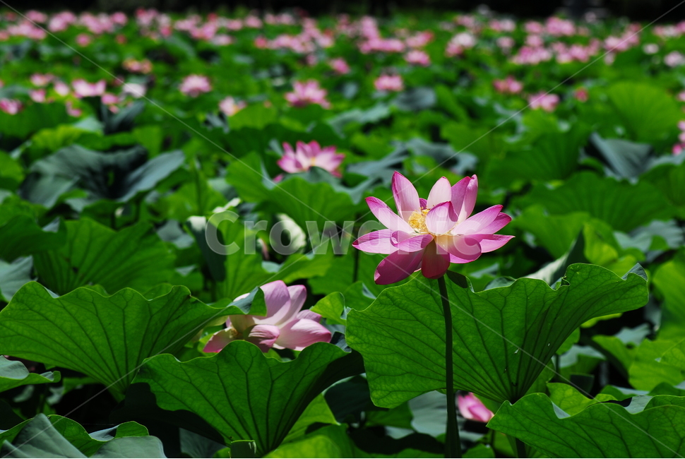 꽃,연꽃,궁남지,불교,여름,식물,자연,plants,nature,꽃,flower