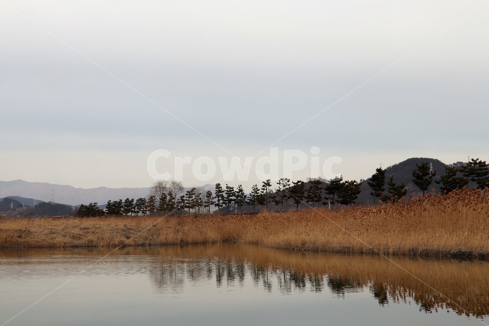 갈대,순천만,가을갈대,가을풍경,호수,나무,가을,계절,fall,autumn,season,자연,풍경,nature,landscape,land,땅,outdoors,옥외,water,물,plant,식물,grass,잔디