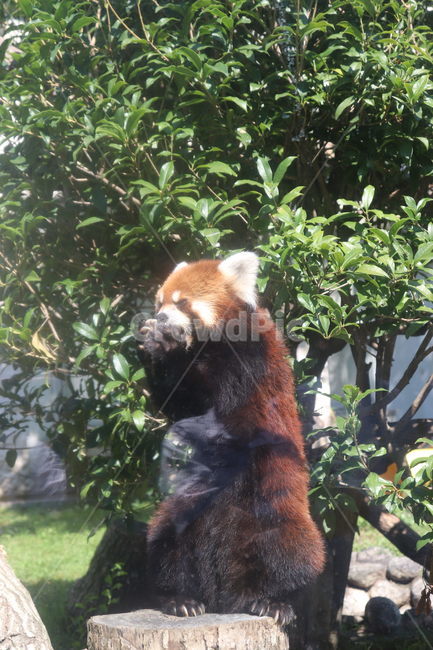 lesserpanda,레서팬더,animal,동물,래서팬더,앉은동물