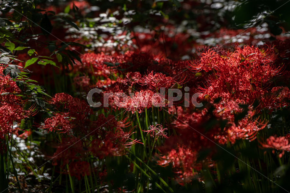 꽃무릇,붉은꽃,plant,식물,leaf,잎,가을꽃,식물,자연,plants,nature,꽃,flower
