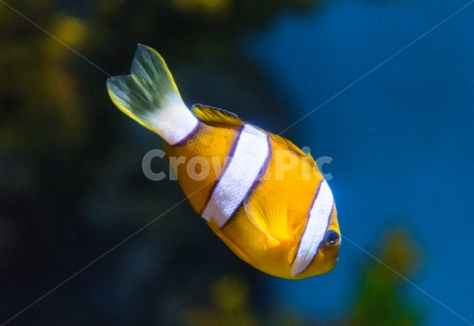 crown fish,Perculafish,Damsel,Nemo,aquarium