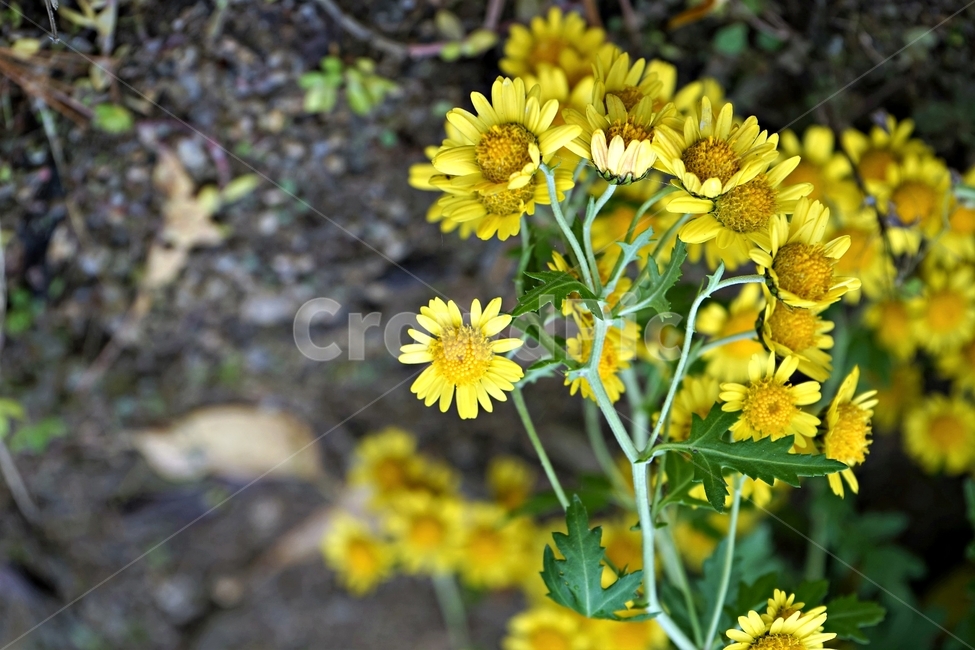 감국,가을,노랑,계절,chrysanthemumindicum,autumn,fall,nature,bloom,yellow,국화과,smell,season,beautiful,plant,flower,산국,노랑꽃,식물,자연,Northchrysanthemum,여러해살이,식물,자연,plants,nature,꽃,flower