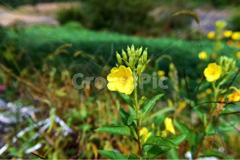 달맞이꽃,식물,plant,노란꽃,꽃,flower,봄꽃,꽃배경,달맞이,길가,배경화면,야생화,들꽃,자연,들판